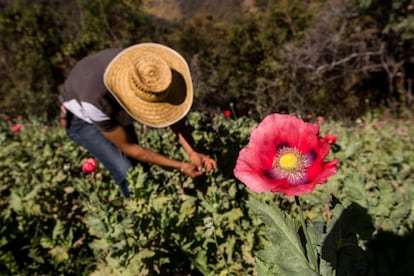 Un plant&iacute;o de amapola en 2016 en Guerrero, M&eacute;xico.