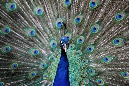 Un pavo real muestra su plumaje en el Santuario de Aves 'World of Birds' en Ciudad del Cabo (Sudáfrica).