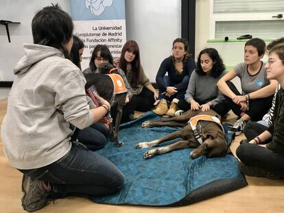 Un grupo de alumnas participan en la terapia asistida con perros en la Facultad de Educación de la Universidad Complutense.