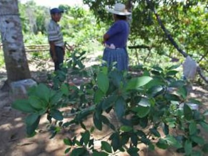 La Eurolat pidió "revisar la clasificación de sustancias ilícitas", formulada hace 50 años, entre las que se encuentra la hoja de coca. EFE/Archivo