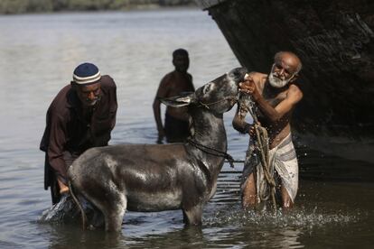Trabajadores pakistaníes lavan su burro en el Mar Arábigo, en Karachi, Pakistán.