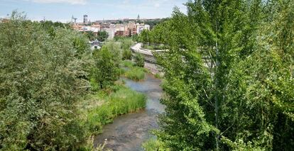 Vista del bosque de ribera e islas naturales del río Manzanares tras seis años de renaturalización.