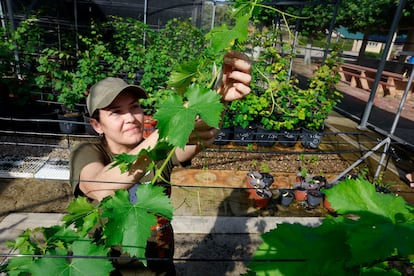 Conservatorio de material vegetal y variedad Musa.