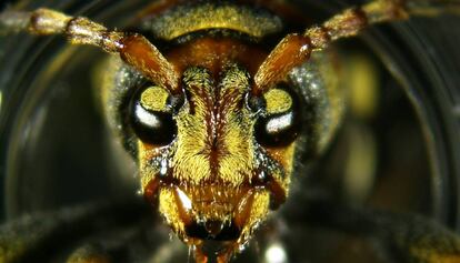 Un ejemplar de escarabajo-barrenador de moreras.