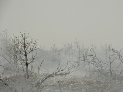Los fuegos arrasan repoblaciones de pinos y cerezos en Ourense