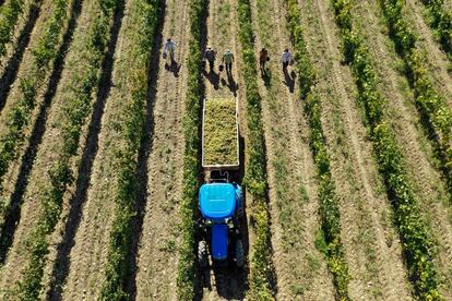 Imagen aérea muestra a los trabajadores cosechando uvas en un viñedo en la región de Kakheti (Georgia), el 19 de septiembre.