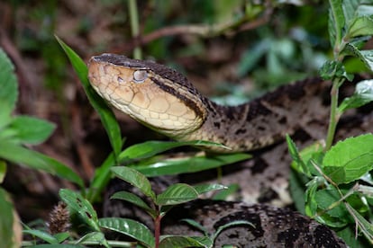 Un espécimen de 'Bothrops asper'.