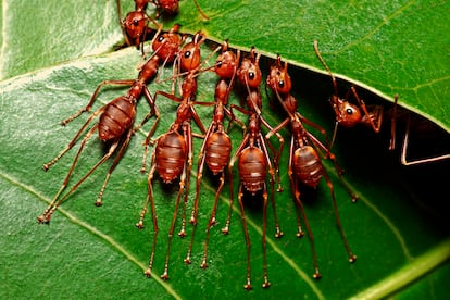 Un grupo de hormigas trabajan juntas para hacer un nido con las hojas.