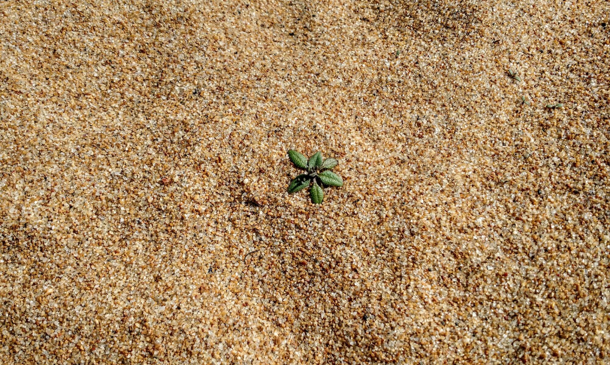 Una muestra de 'Arabidopsis thaliana' en un hábitat natural, cortesía de la Universidad de Stanford en Palo Alto, California (EEUU)