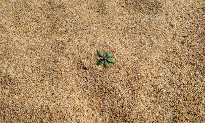 Una muestra de 'Arabidopsis thaliana' en un hábitat natural, cortesía de la Universidad de Stanford en Palo Alto, California (EEUU)