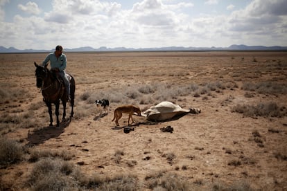 Un agricultor observa una vaca muerta a causa de la sequía que desde el año pasado afecta al Estado de Chihuahua.