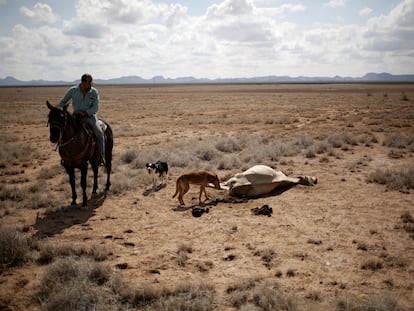 Un agricultor observa una vaca muerta a causa de la sequía que desde el año pasado afecta al Estado de Chihuahua.