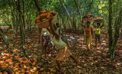 Recolectoras de cacao en Costa de Marfil. 