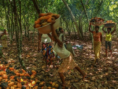 Recolectoras de cacao en Costa de Marfil. 