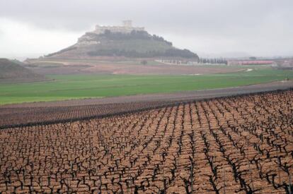 Viñedo de Pago de Carraovejas en Peñafiel (Valladolid).