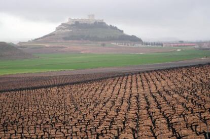 Vi&ntilde;edo de Pago de Carraovejas en Pe&ntilde;afiel (Valladolid).