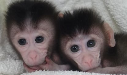 Primeros macacos creado con mutaciones a medida.
