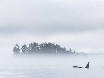 Orcas entre la niebla
