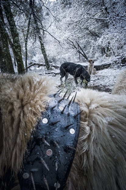 Detalle del cuello de un perro con un collar de pinchos. A este collar, que supone un seguro ante posibles mordeduras de lobo en la yugular, se le conoce en esta región zamorana como carrancas o carlancas. Suele ser de cuero, y antiguamente se hacía también de metal, chapa o madera.