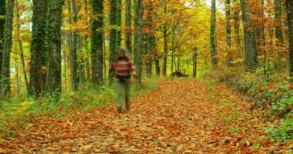 Senderista paseando en otoño por el valle del Ambroz, Extremadura