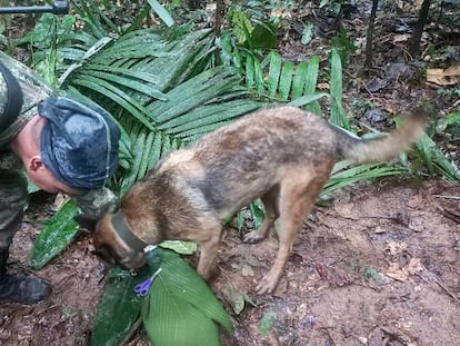 A handout picture released by the Colombian army shows a soldier with a dog checking a pair of scissors found in the forest in a rural area of the municipality of Solano, department of Caqueta, Colombia, on May 17, 2023.