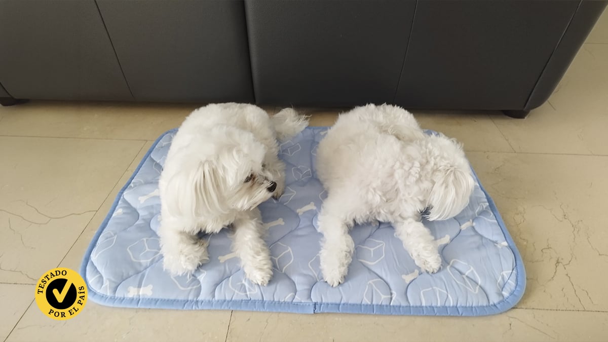 Analizamos cuatro camas refrescantes para perros