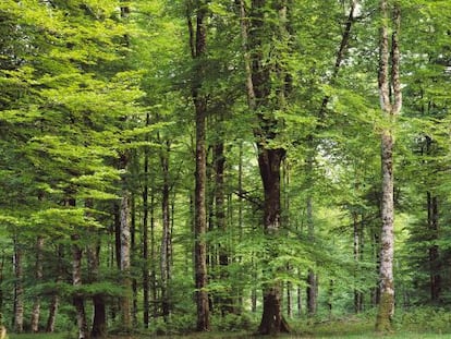 Panorámica de la Selva de Irati, en el Pirineo de Navarra.