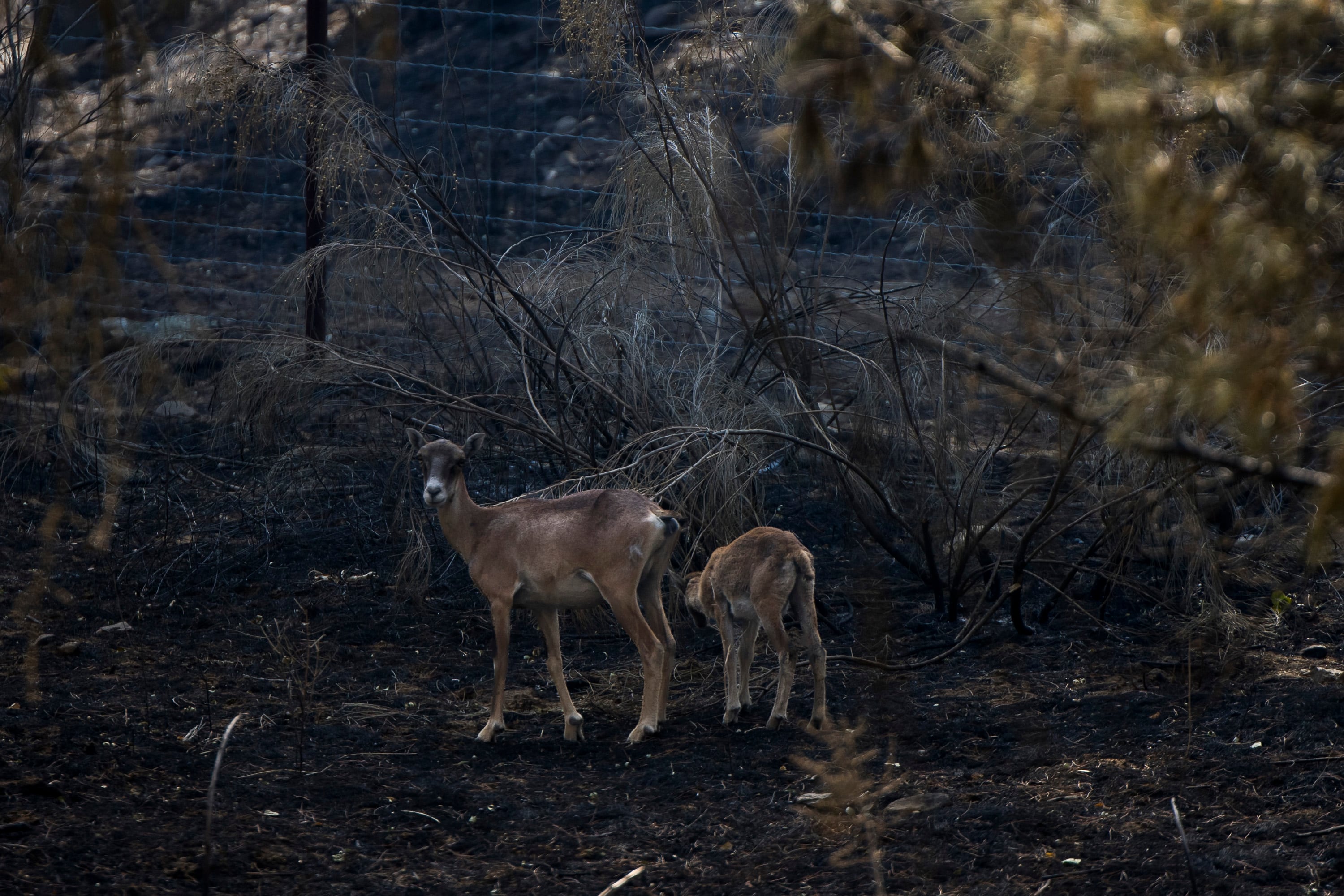 Madrid presenta el Plan de Restauración Forestal de la Sierra Oeste: 25 millones de euros en dos años