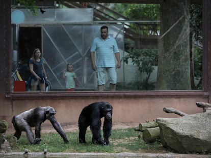 27/06/2022 - Barcelona - Reportaje sobre la comunidad de Orangutanes, chimpances y gorilas del Zoo de Barcelona. Hace un mes y medio nació una cria de orangutan. Foto: Massimiliano Minocri 