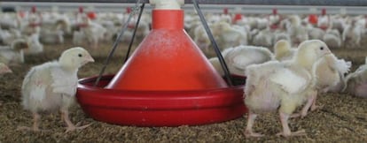 Pollos de 13 días en una granja avícola de la localidad de Villamanrique de la Condesa ( Sevilla).