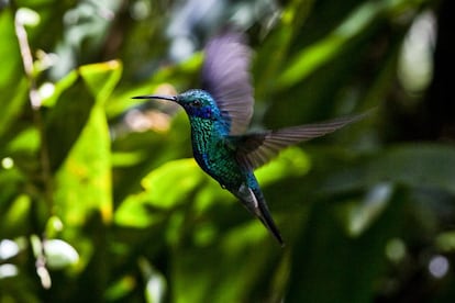 Un colibrí rutilante (Colibri coruscans) en vuelo mágico. Está presente en varios países de América del Sur.