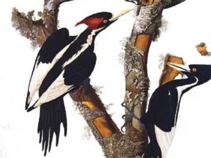 Ilustración del pájaro carpintero de pico de marfil.