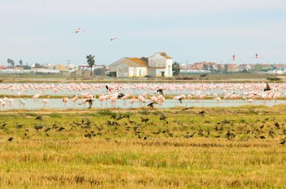 Flamencos en el parque natural de l´Albufera (Valencia).