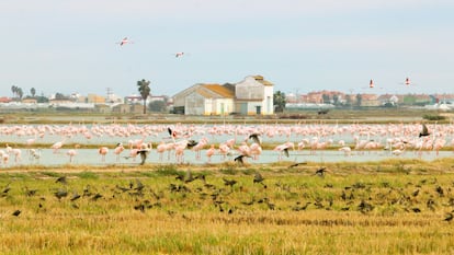 Flamencos en el parque natural de la Albufera (Valencia).