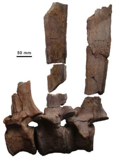 V&eacute;rtebras dorsales fosilizadas del dinosaurio `Morelladon beltrani&acute; con fragmentos de las espinas que sustentar&iacute;an la vela dorsal del animal. 