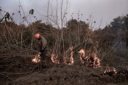 Fuego contra fuego: los bomberos utilizan la táctica de provocar un incendio que reduce la capacidad del fuego para continuar propagándose en el bosque seco.