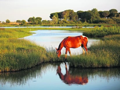 Marismas de Do&ntilde;ana, Almonte, Huelva.