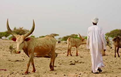 Djibrila Mahamat camina entre un rebaño de kuris en los alrededores de Bol (Chad).