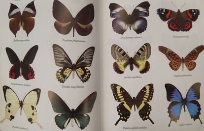 Ejemplos de mariposas buscadas y coleccionadas por Margaret Fountaine.