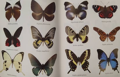 Ejemplos de mariposas buscadas y coleccionadas por Margaret Fountaine.