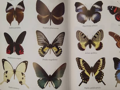 Ejemplos de mariposas buscadas y coleccionadas por Margaret Fountaine.