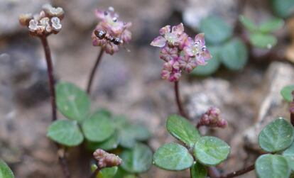 Una de las joyas de la flora ibérica, Naufraga balearica, que vive en acantilados del Norte de Mallorca. Su nombre alude a su parecido con un náufrago por su aislamiento geográfico y taxonómico. De confirmarse su extinción en Córcega, tanto la especie como el género serían ahora exclusivos de Mallorca.