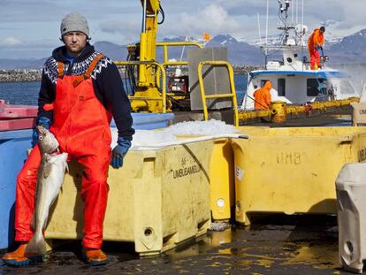 Pescadores de bacalao en el puerto de Reikiavik (Islandia).