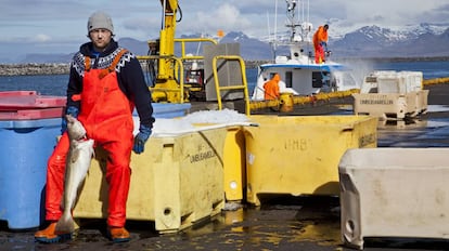 Pescadores de bacalao en el puerto de Reikiavik (Islandia).
