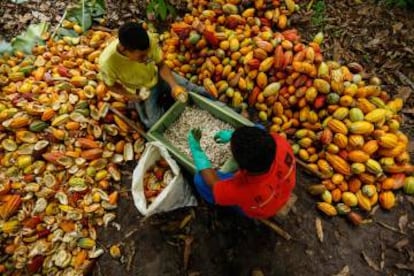 Recolección de cacao en el Estado de Bahía, al este de Brasil.