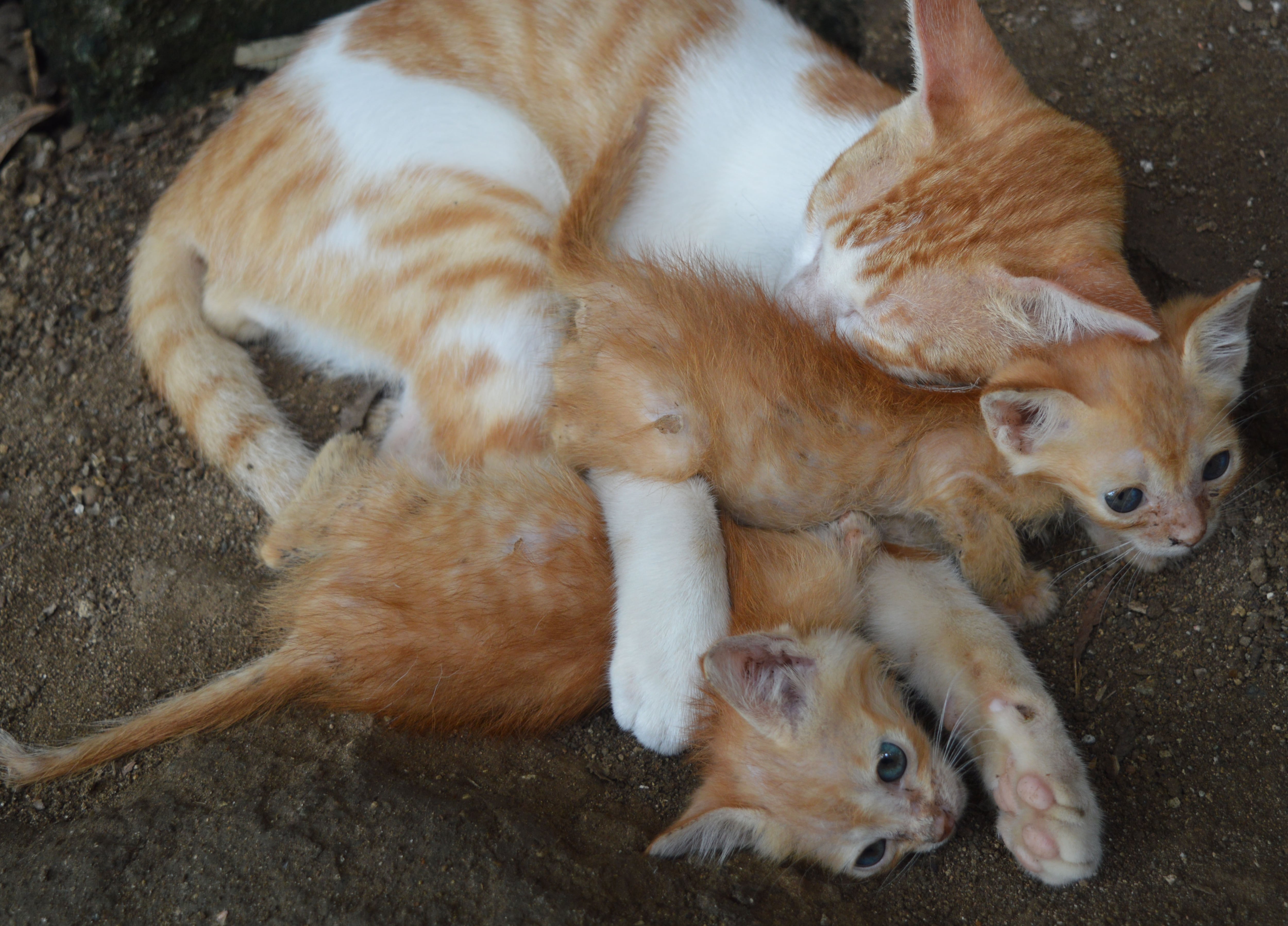 En épocas de frío, un gato macho hace todo lo posible por abrazar a ambos gatitos.