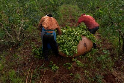 Dos trabajadores atan un raído tras una jornada de cosecha. Cada trabajador tiene a su cargo hasta tres bolsas de 100 kilos por jornada. La hoja de yerba mate se recolecta en el piso y luego debe cerrarse entre dos personas para poder ser transportada. 
