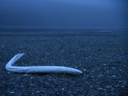 The last mammoths were isolated on Wrangel Island, north of Siberia, when sea levels rose due to melting ice. In the image, the tusk of one of the mammoths found on the island.