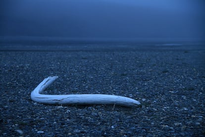 Los últimos mamuts quedaron aislados en la isla de Wrangel, al norte de Siberia, cuando subió el nivel del mar por el deshielo. En la imagen, el colmillo de uno de ellos encontrado en la isla sin tan siquiera tener que excavar.
