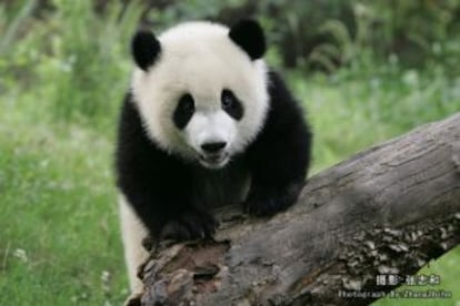 Oso panda gigante.